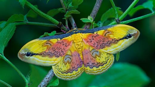 A Loepa oberthuri moth (© Robert Thompson/Minden Pictures)_必应壁纸
