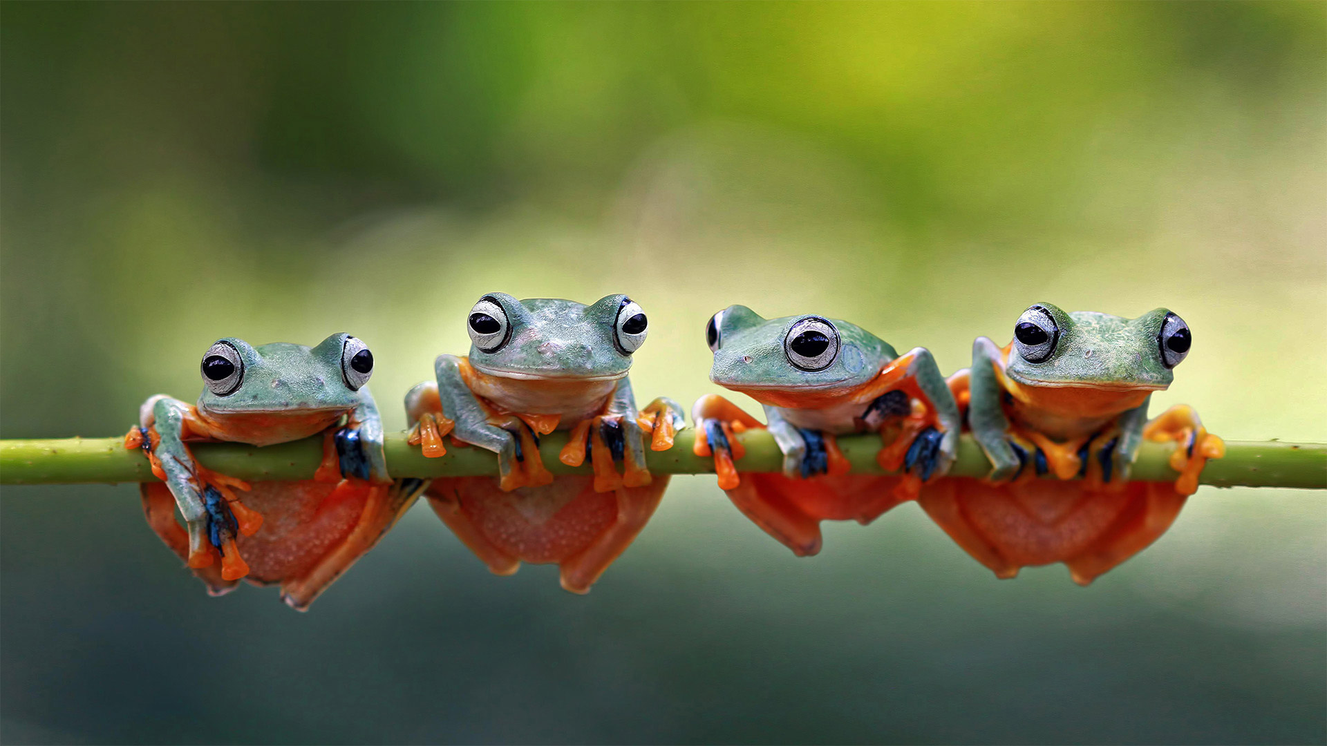 必应壁纸:Javan tree frogs sitting together on a stalk in Indonesia (© SnapRapid/Offset by Shutterstock)