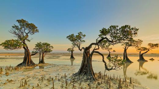 Walakiri海滩的红树林，印度尼西亚松巴岛 (© Tengguo Wu/Getty Images)_必应壁纸