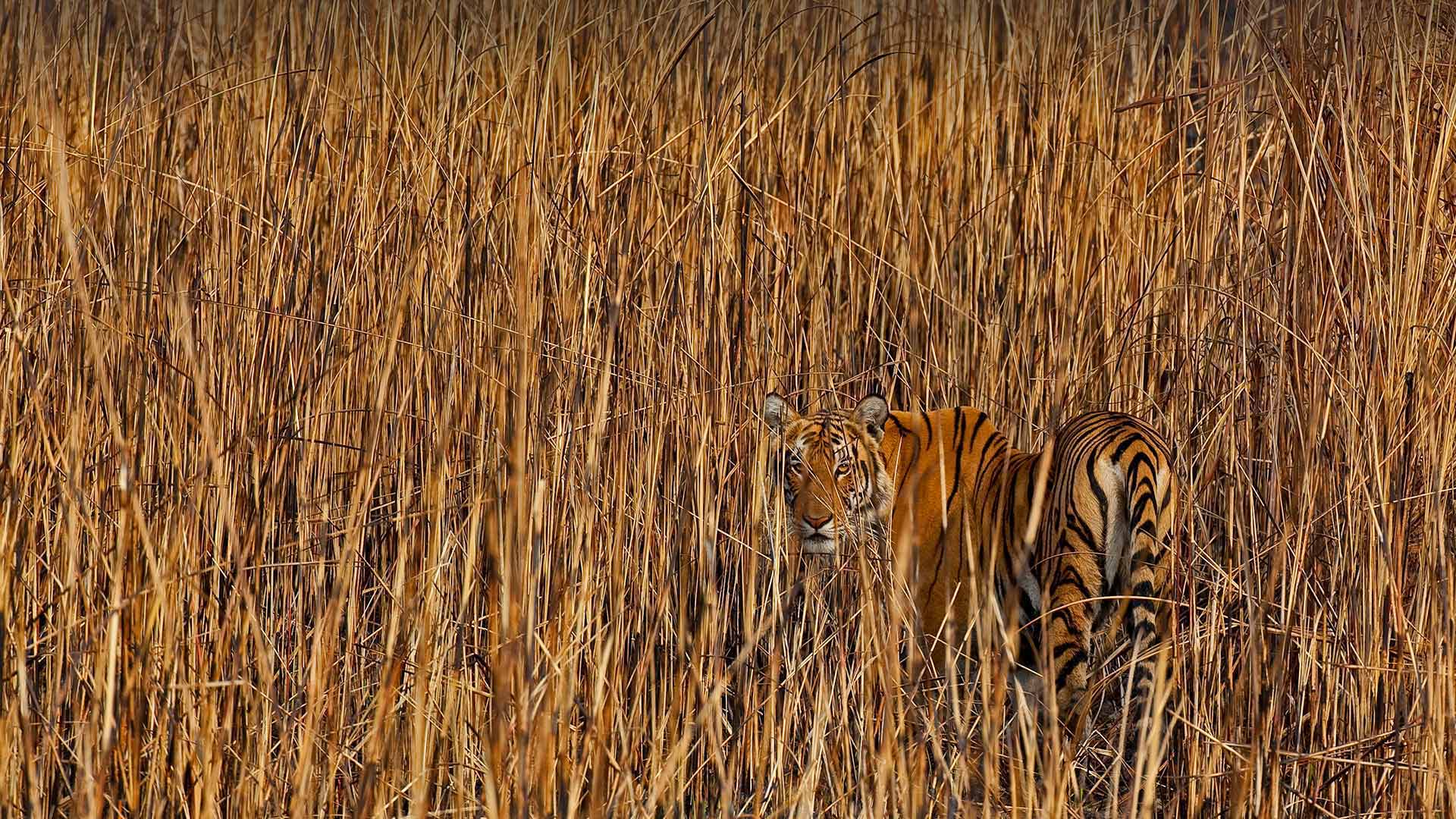 必应壁纸:隐藏在高草丛中的老虎，印度阿萨姆邦 (© Sandesh Kadur/Minden Pictures)