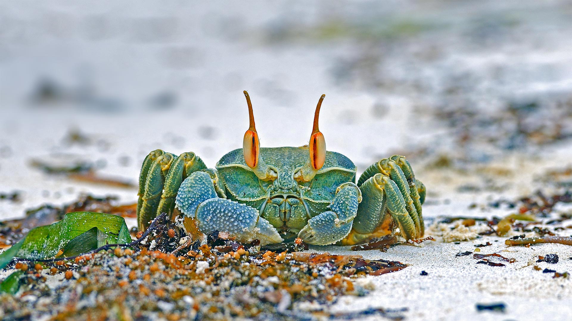 必应壁纸:安斯海滩上的角眼沙蟹，塞舌尔普拉兰岛 (© Ingo Schulz/Offset by Shutterstock)