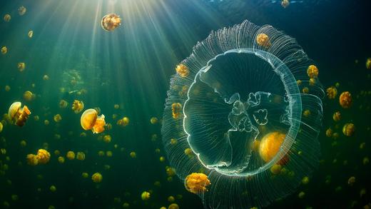 海月水母和一群无刺的黄金水母，印度尼西亚_必应壁纸