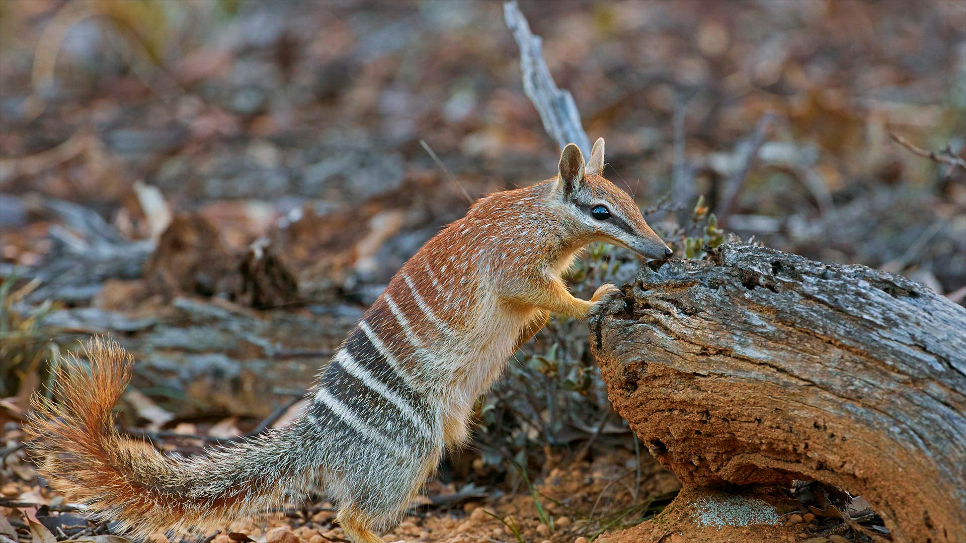 必应壁纸:布鲁克顿的一只雌性袋食蚁兽，西澳大利亚州
