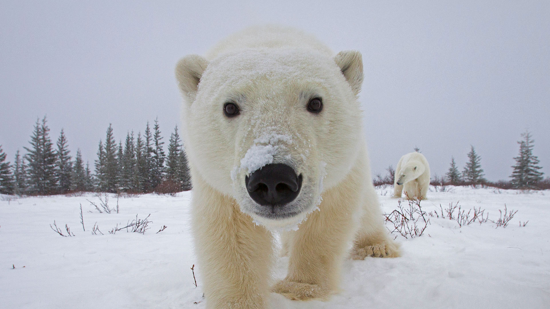 必应壁纸:好奇地看着相机的北极熊，加拿大丘吉尔镇