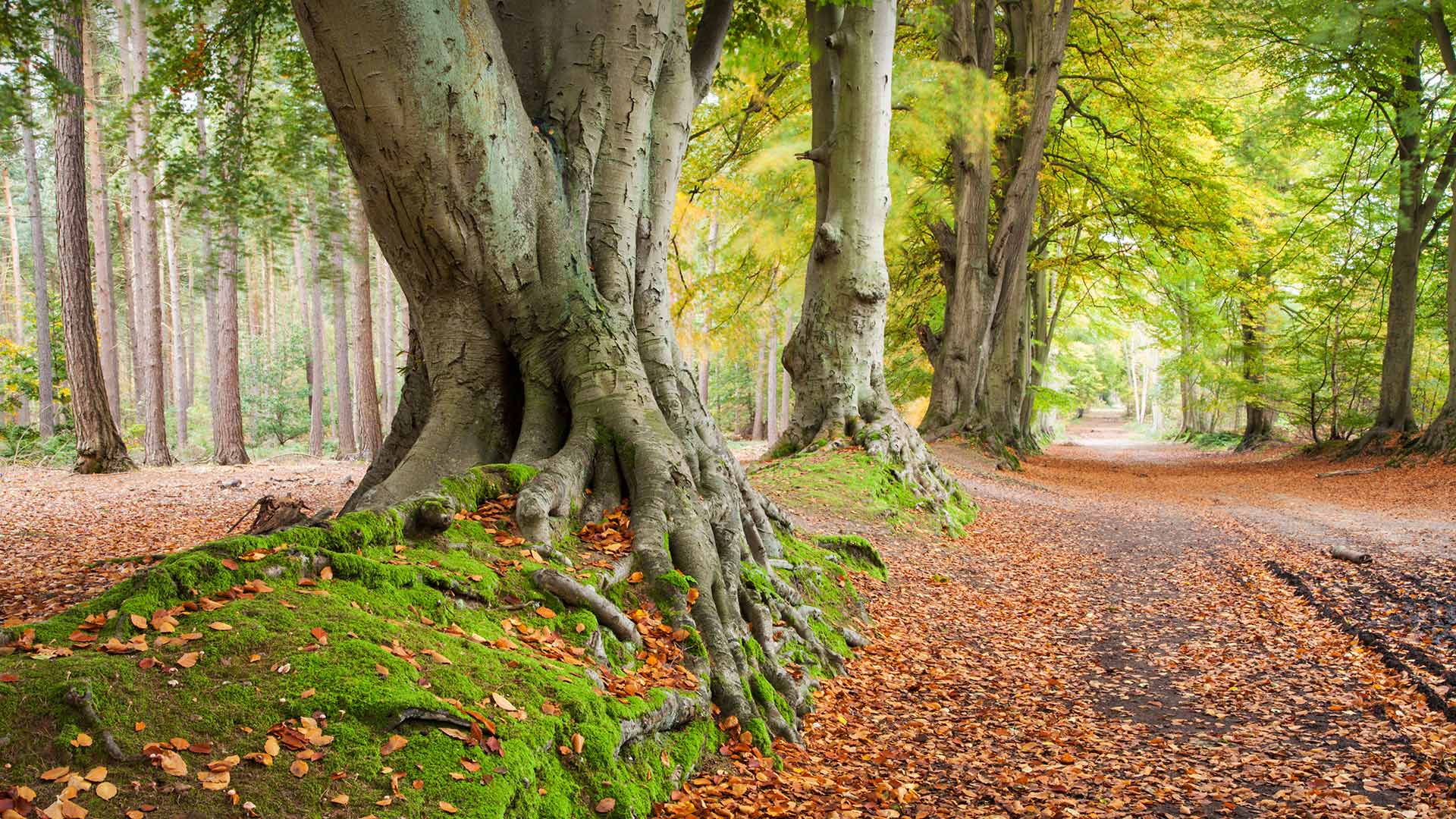 必应壁纸:古老的水青冈树，英国北安普顿郡