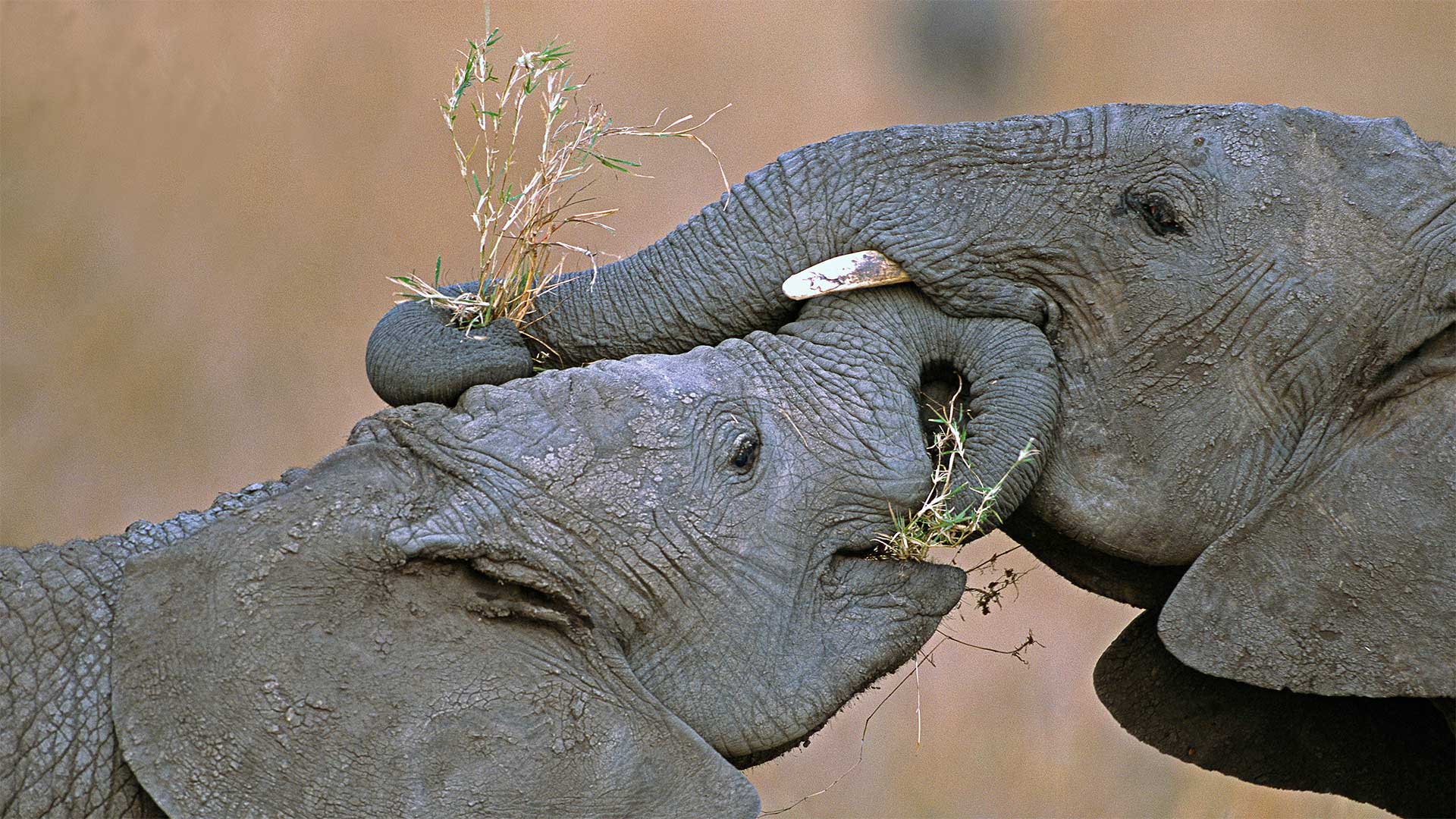 必应壁纸:马赛马拉国家保护区中的非洲草原象，肯尼亚