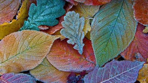 Autumn leaves coated with frost_必应壁纸
