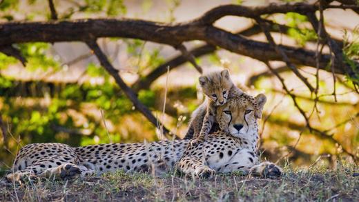 Mother cheetah and her cub in the Maasai Mara nature reserve, Kenya_必应壁纸