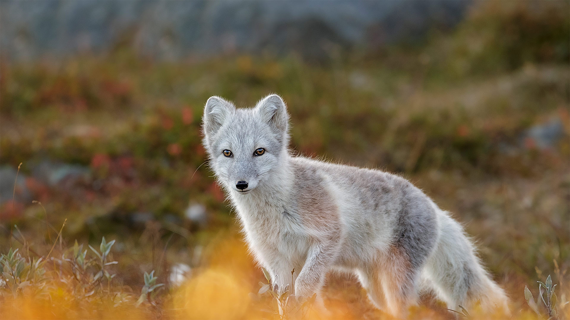必应壁纸:北极狐，挪威多弗勒山-松达尔国家