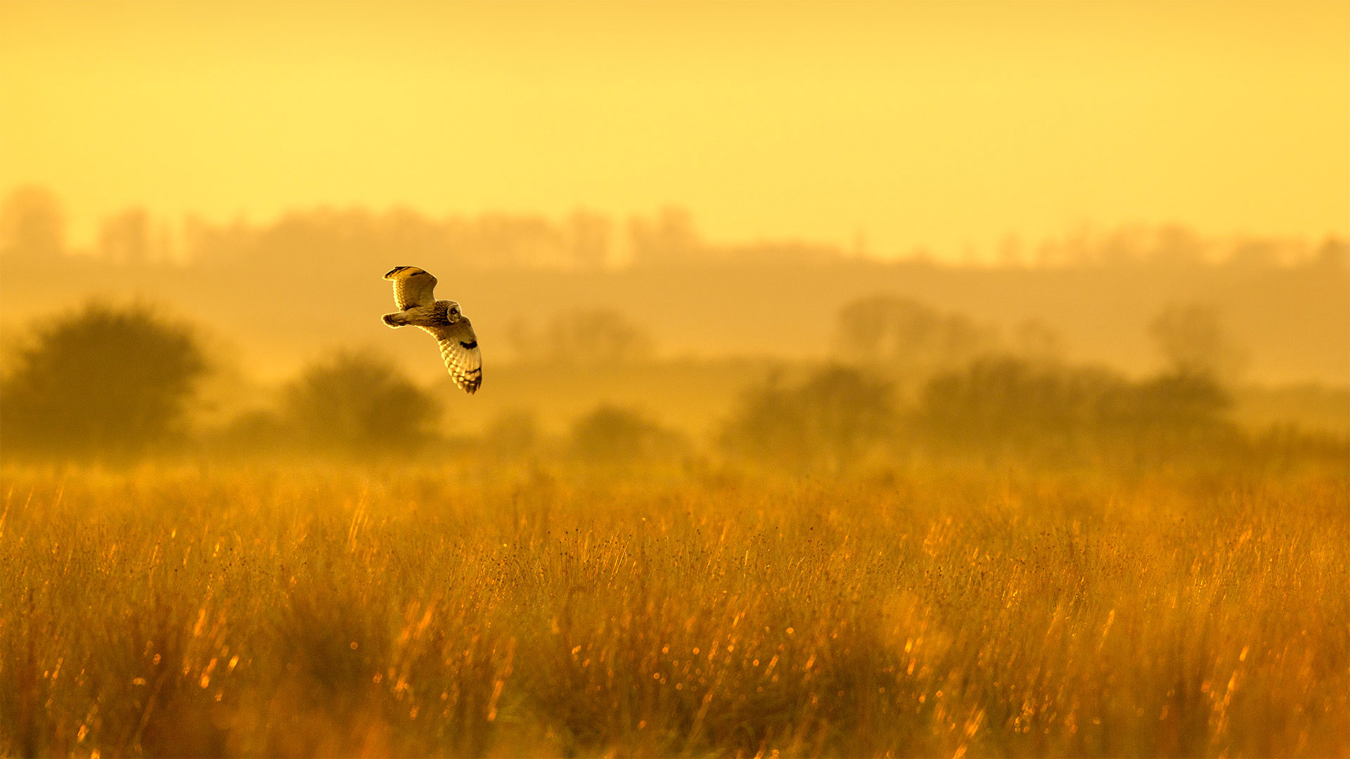 必应壁纸:正在狩猎的短耳鸮，英格兰林肯郡
