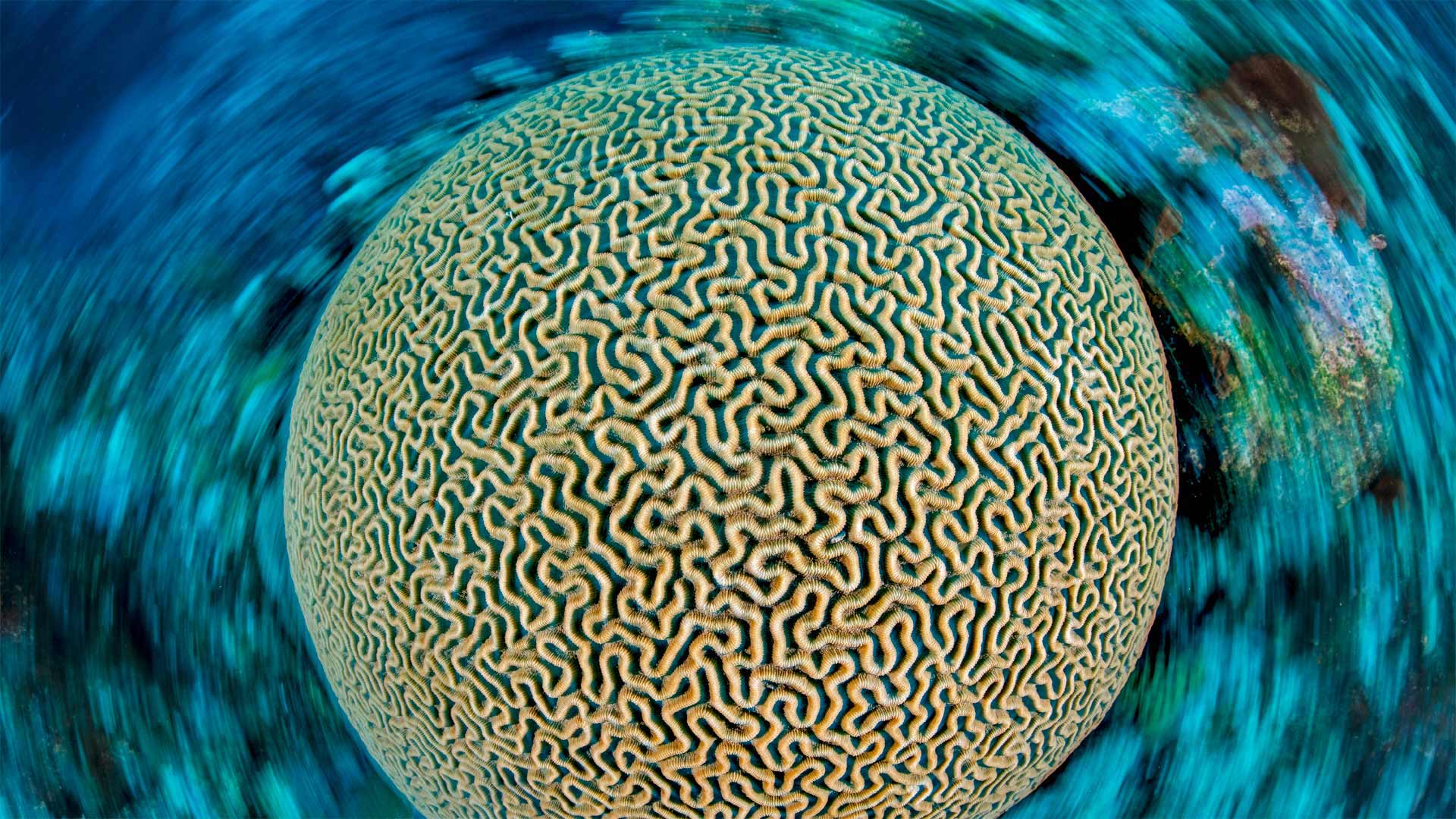 必应壁纸:加勒比海的片脑纹珊瑚，开曼群岛