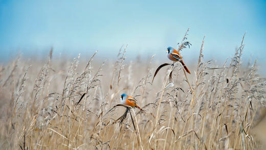 荷兰弗莱福兰湿地的文须雀 (© Gert-Jan IJzerman/Minden Pictures)_必应壁纸