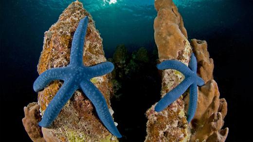 新爱尔兰岛上的蓝指海星，巴布亚新几内亚 (© Jurgen Freund/Minden Pictures)_必应壁纸