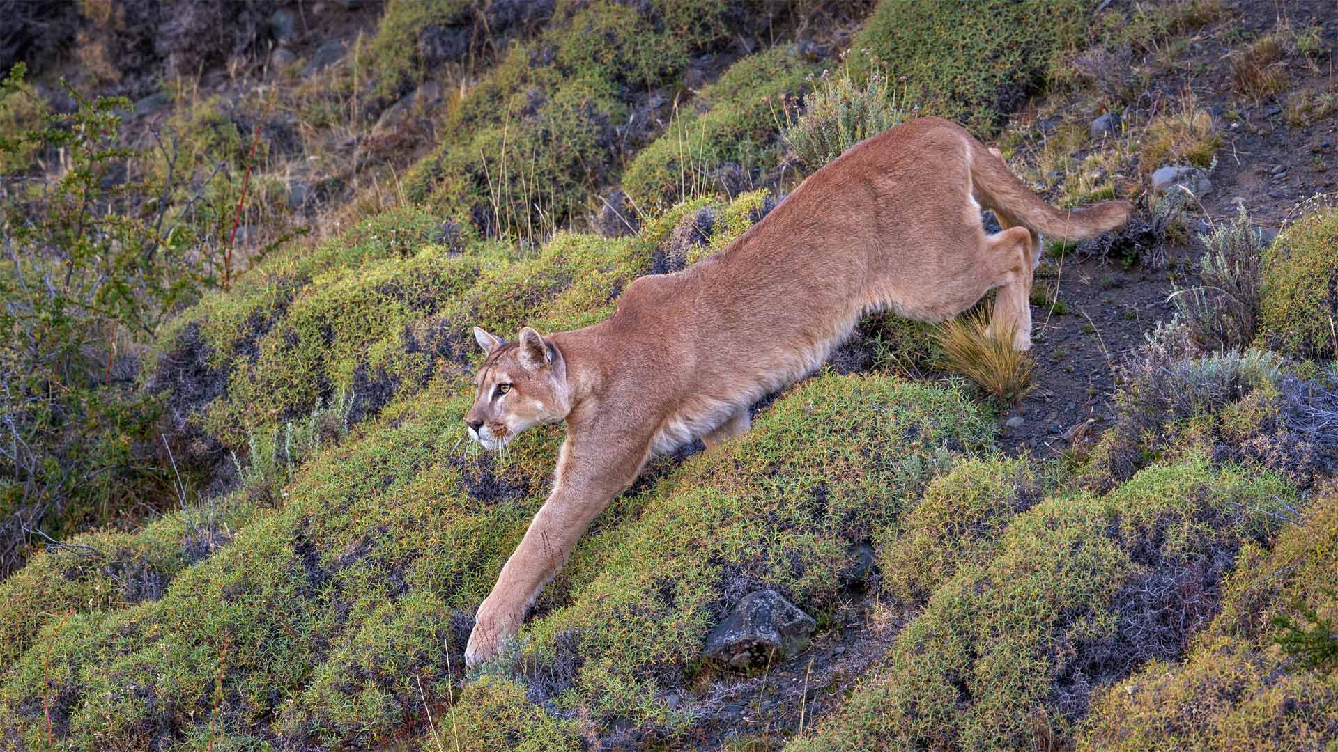 必应壁纸:百内国家公园中的一头美洲狮，智利巴塔哥尼亚 (© Ingo Arndt/Minden Pictures)
