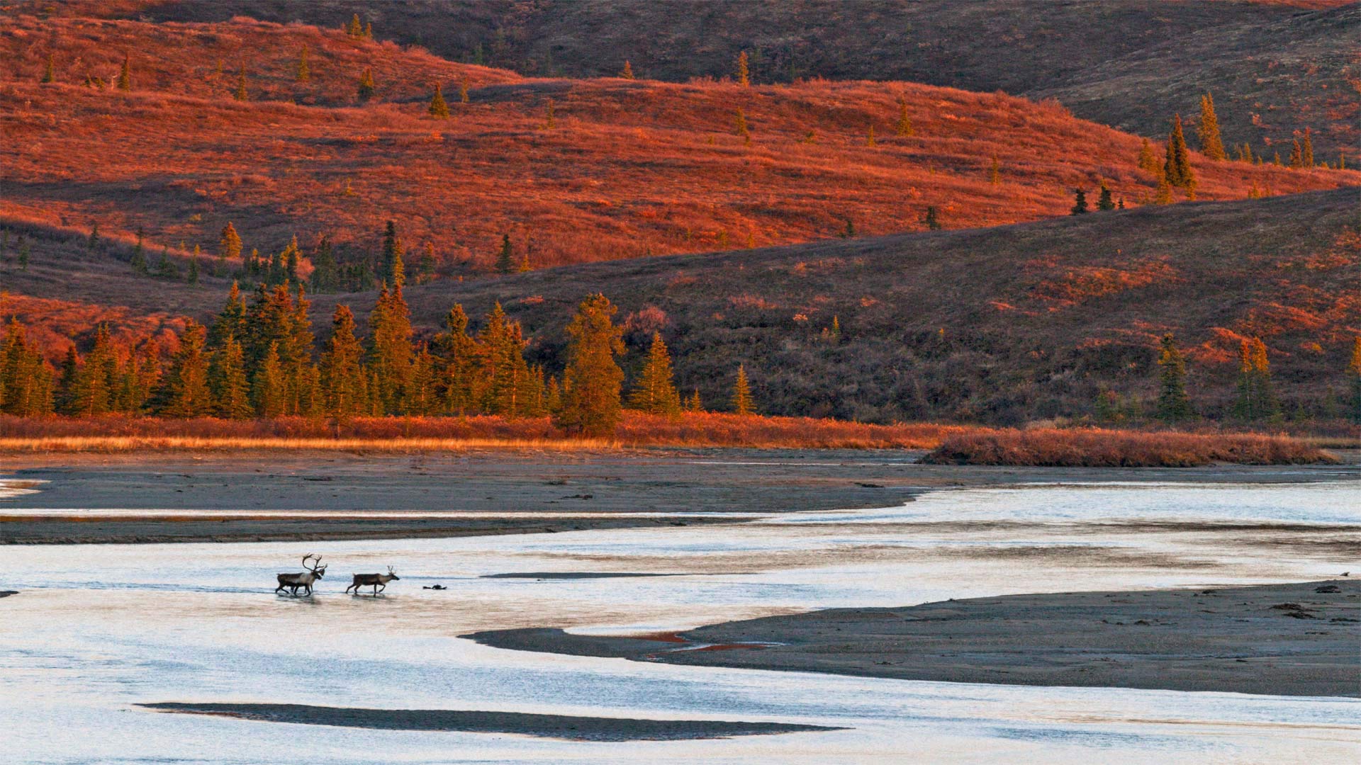 必应壁纸:两头穿越苏西特纳河的驯鹿，美国阿拉斯加 (© Tim Plowden/Alamy)