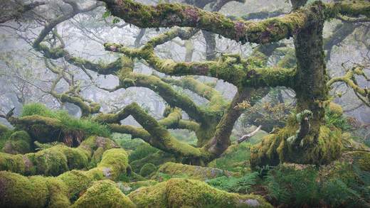 多弗勒山-松达尔国家公园的麝牛与她的宝宝，挪威 (© Robert Haasmann/Minden Pictures)_必应壁纸