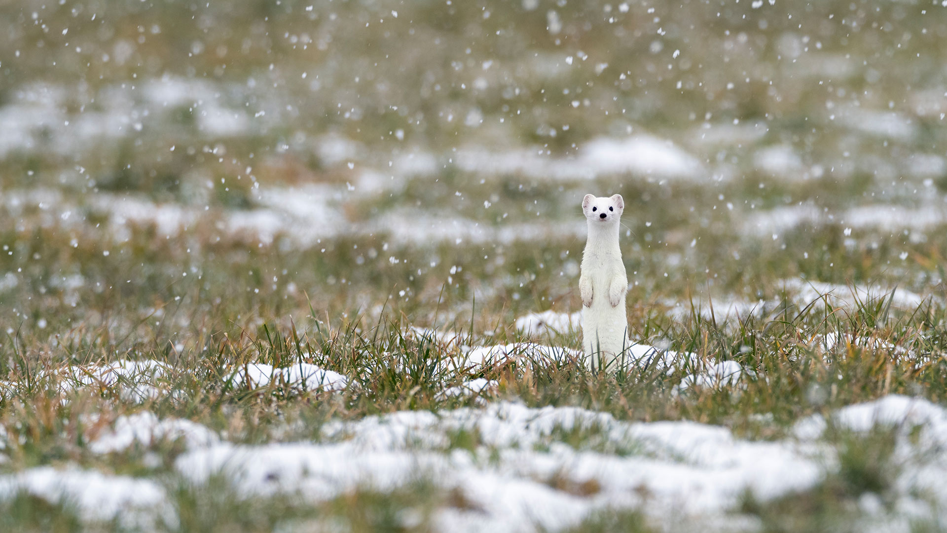 必应壁纸:白鼬 (Mustela erminea), 上巴伐利亚，德国 (© Konrad Wothe/Minden Pictures)