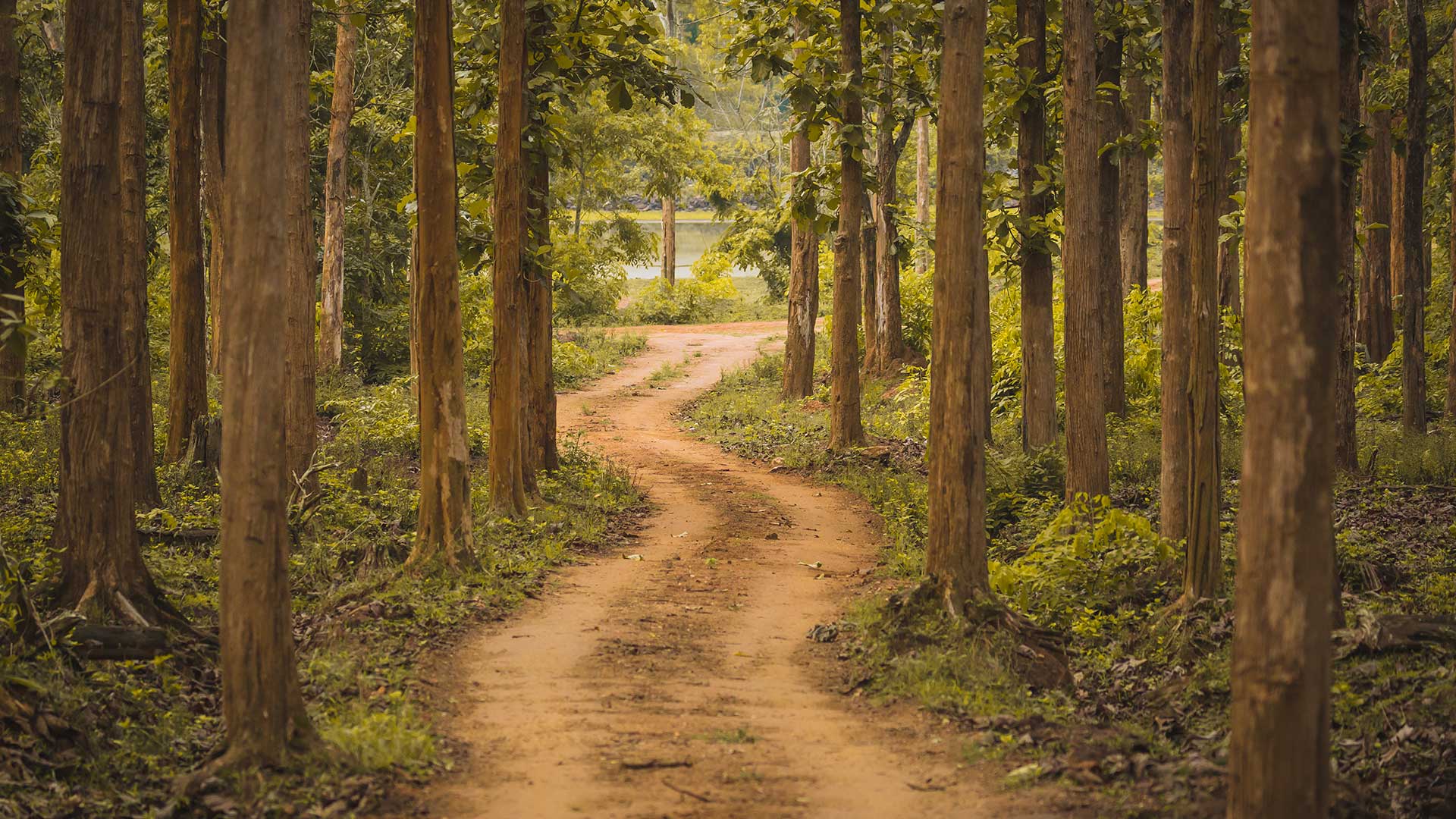 必应壁纸:卡纳塔克邦的纳加尔霍雷国家公园，印度 (© Vivek BR/Shutterstock)