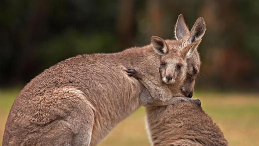 袋鼠妈妈和宝宝 (© Belle Ciezak/Shutterstock)_必应壁纸