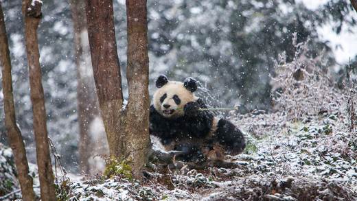 成都大熊猫繁育研究基地，中国 (© Jim Zuckerman/Jaynes Gallery/DanitaDelimont)_必应壁纸
