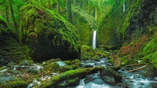 哥伦比亚河峡谷，俄勒冈州，美国 (© Chase Dekker Wild-Life Images/Getty Images)_必应壁纸