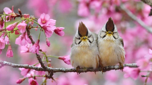 褐头凤鹛 (© Staffan Widstrand/Minden Pictures)_必应壁纸