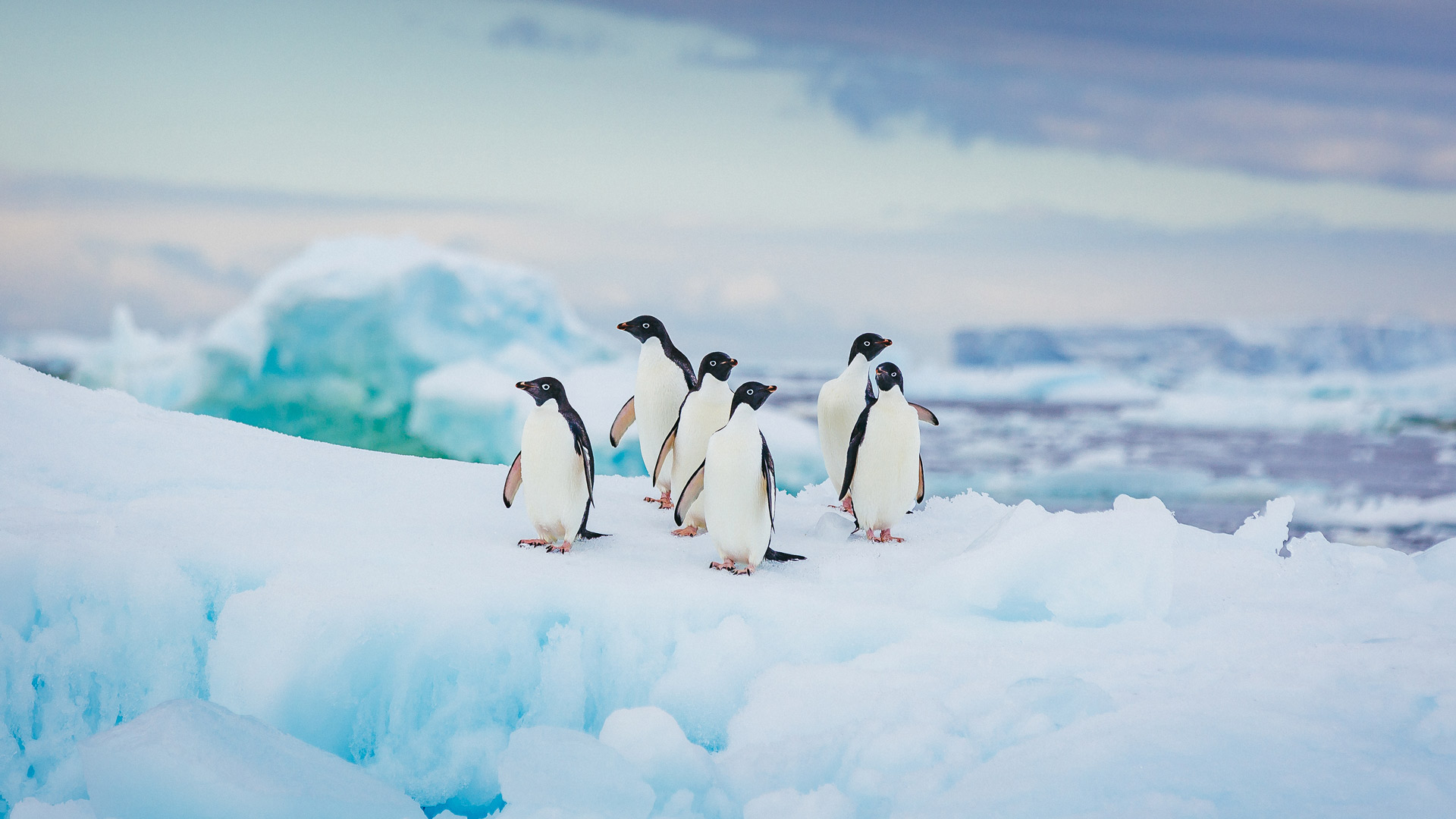 必应壁纸:阿德利企鹅 (© David Merron Photography/Getty Images)