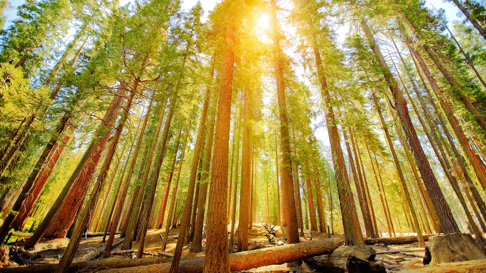 必应壁纸:优胜美地国家公园的马里波萨谷巨杉林，美国加利福尼亚州 (© Orbon Alija/Getty Images)