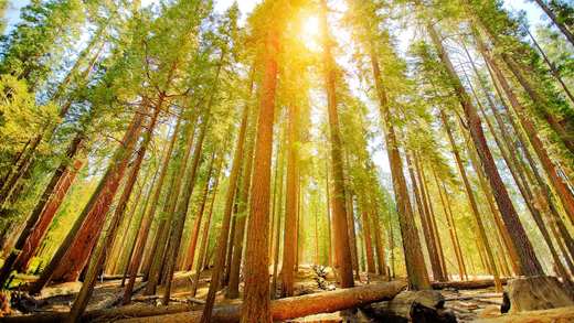 优胜美地国家公园的马里波萨谷巨杉林，美国加利福尼亚州 (© Orbon Alija/Getty Images)_必应壁纸