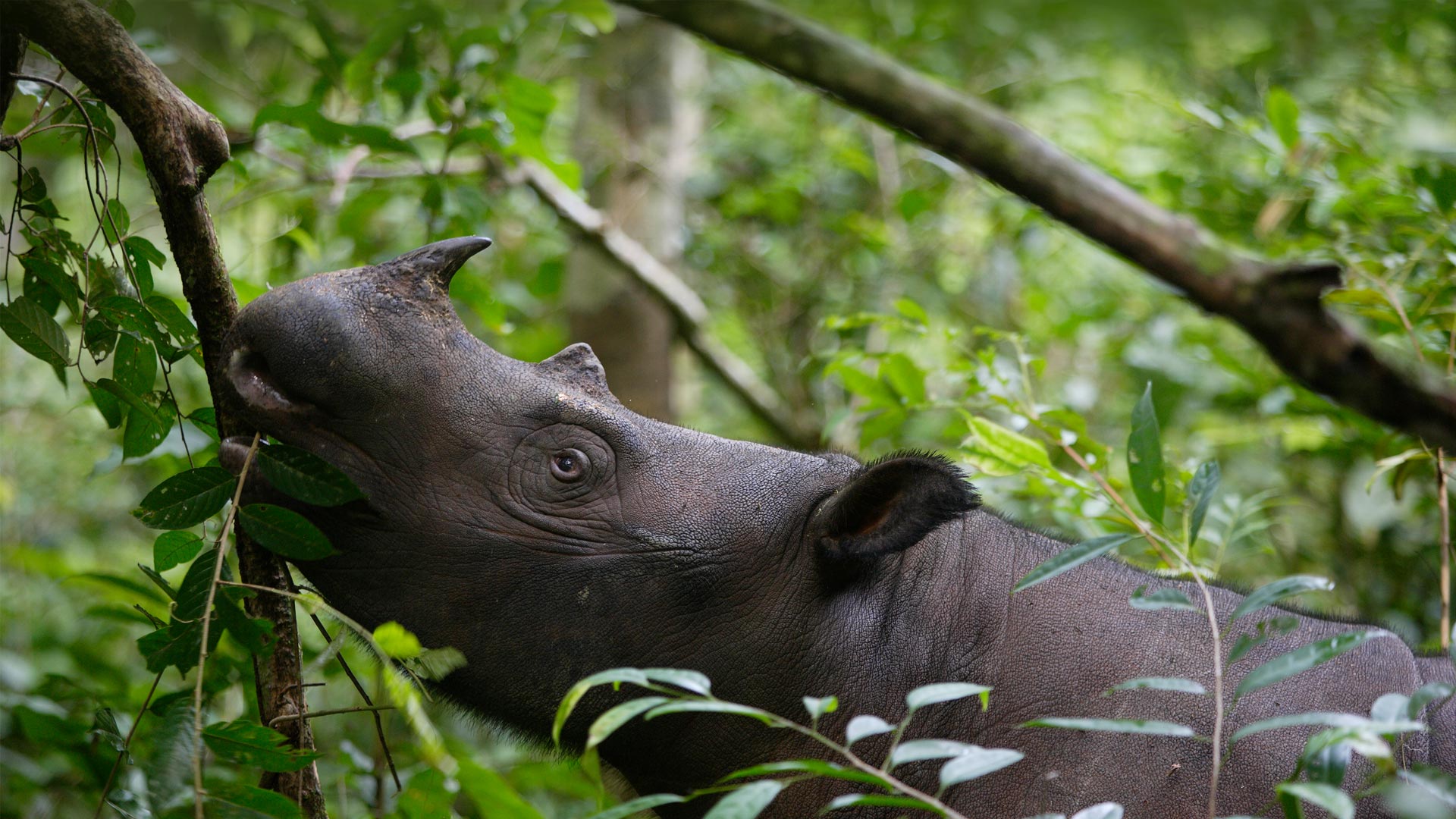 必应壁纸:苏门答腊犀牛，韦卡巴斯国家公园，印度尼西亚 (© Cyril Ruoso/Minden Pictures)