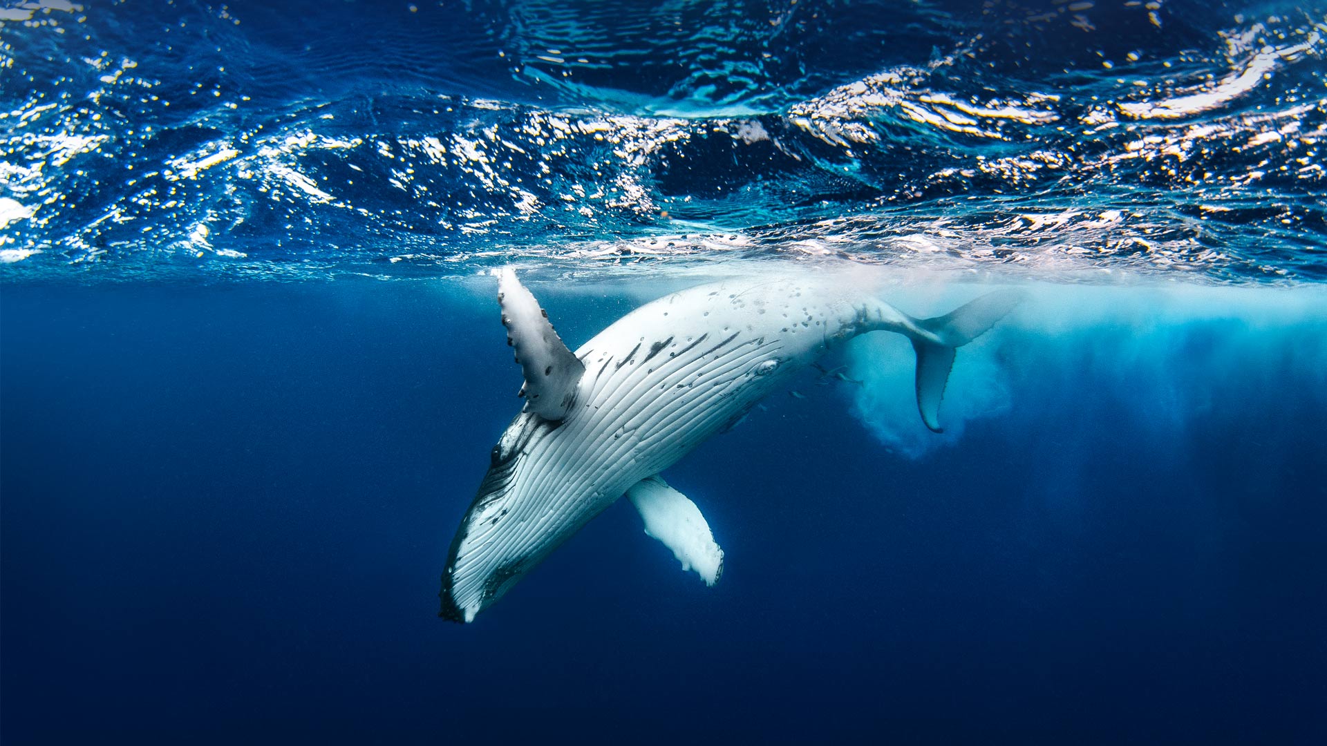 必应壁纸:座头鲸 (© Philip Thurston/Getty Images)