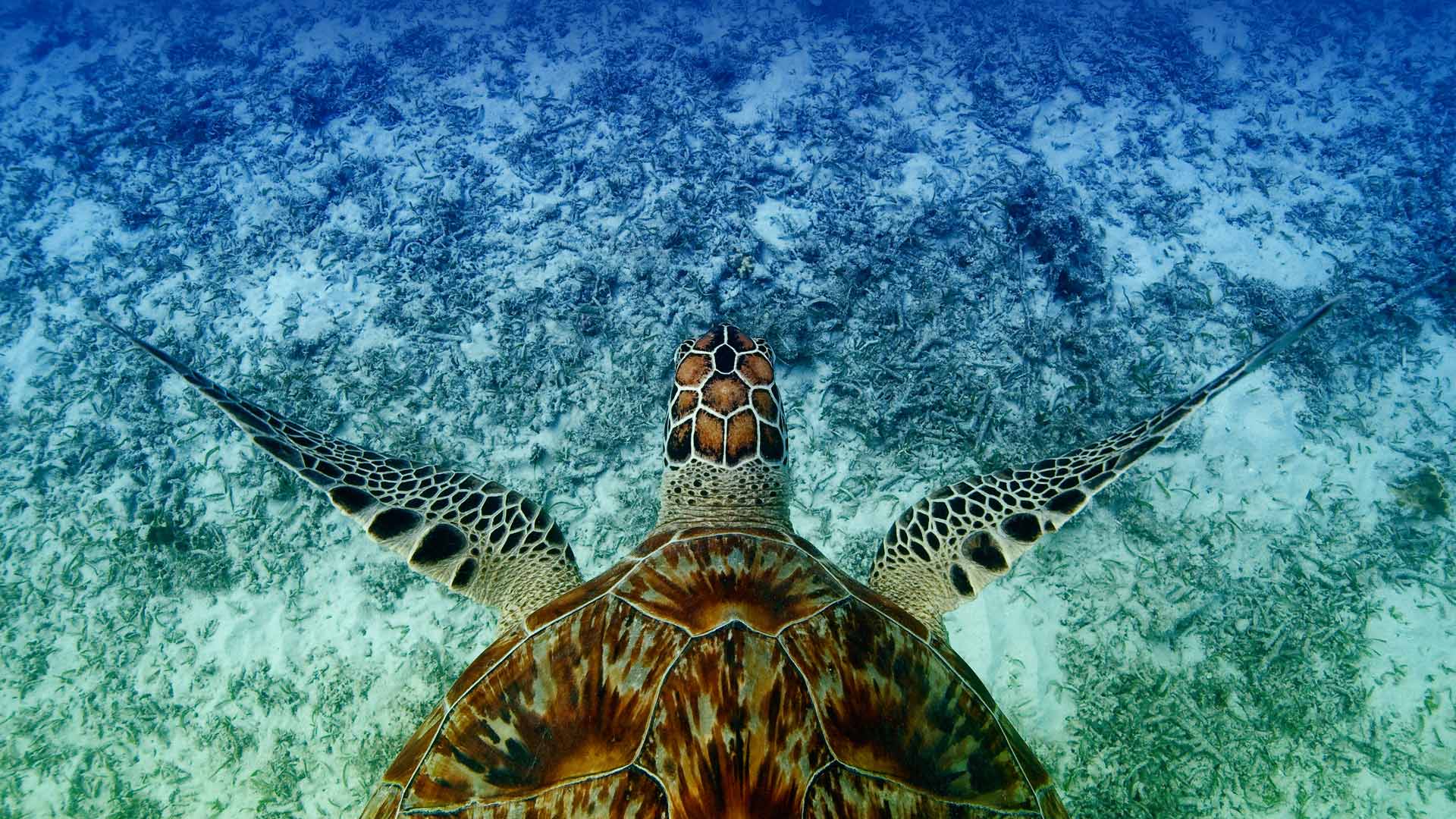 必应壁纸:游泳的鹰嘴海龟， 冲绳，日本 (© Robert Mallon/Getty Images)