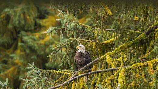 秃鹰，通加斯国家森林，阿拉斯加，美国 (© Jaynes Gallery/Shutterstock)_必应壁纸
