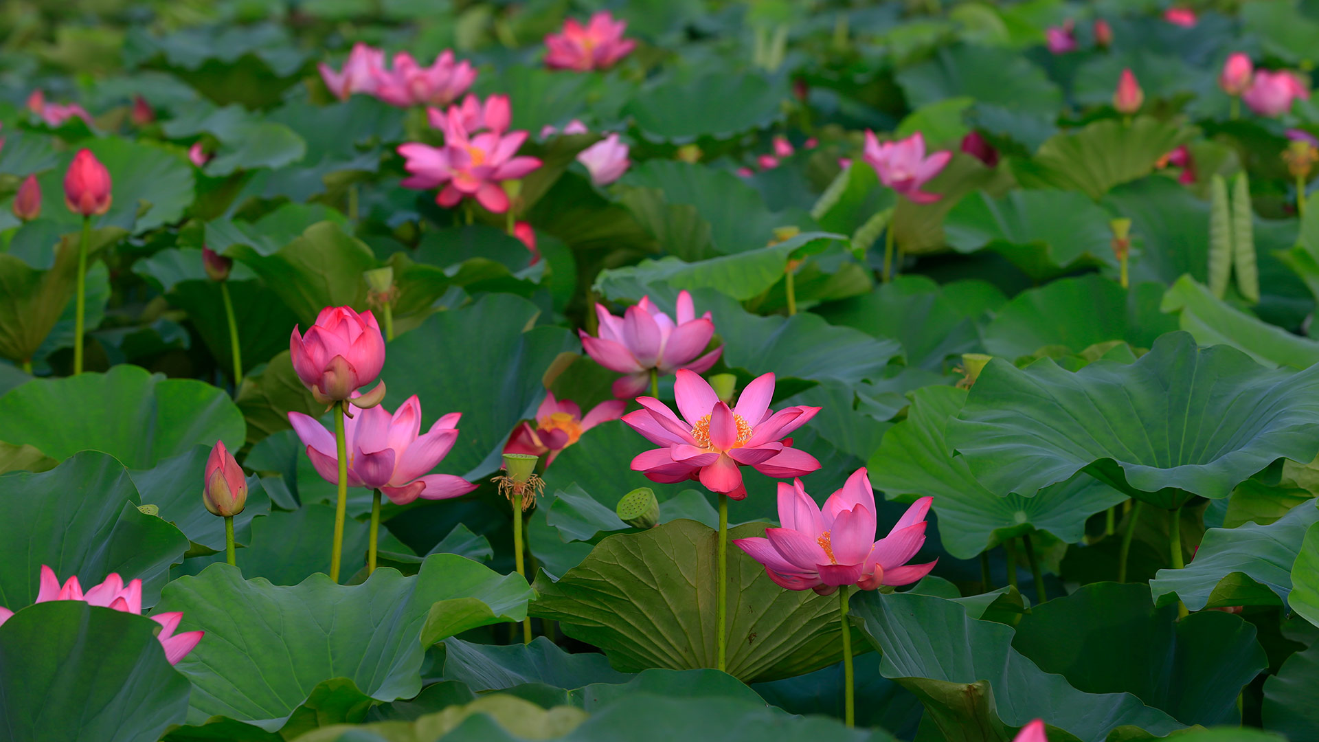 必应壁纸:夏日盛开的荷花 (© pandemin/Getty Images)