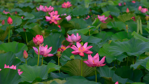 夏日盛开的荷花 (© pandemin/Getty Images)_必应壁纸