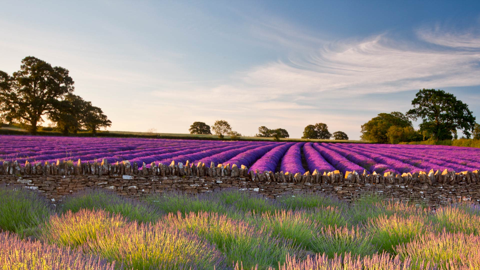 必应壁纸:萨默塞特郡的薰衣草田，英国 (© Doug Chinnery/Getty Images)