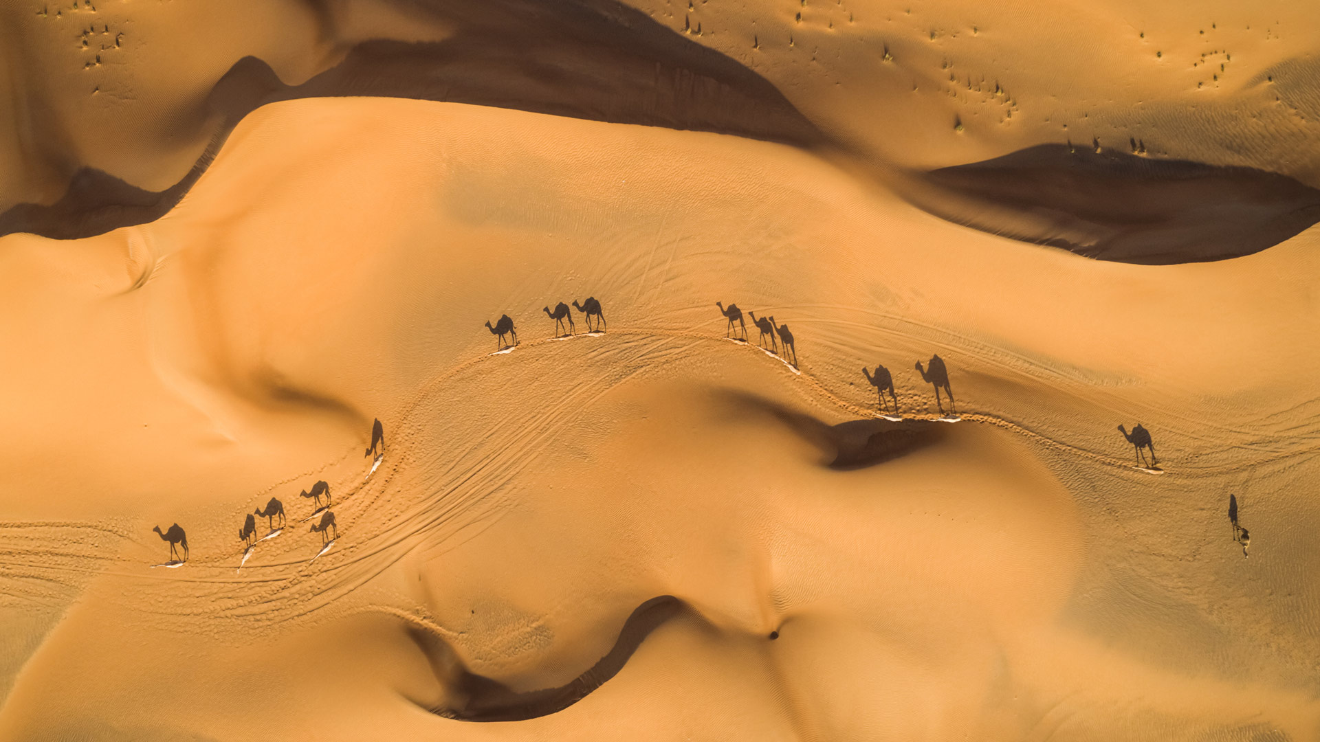 必应壁纸:沙漠中的骆驼，阿拉伯联合酋长国 (© Amazing Aerial Premium/Shutterstock)