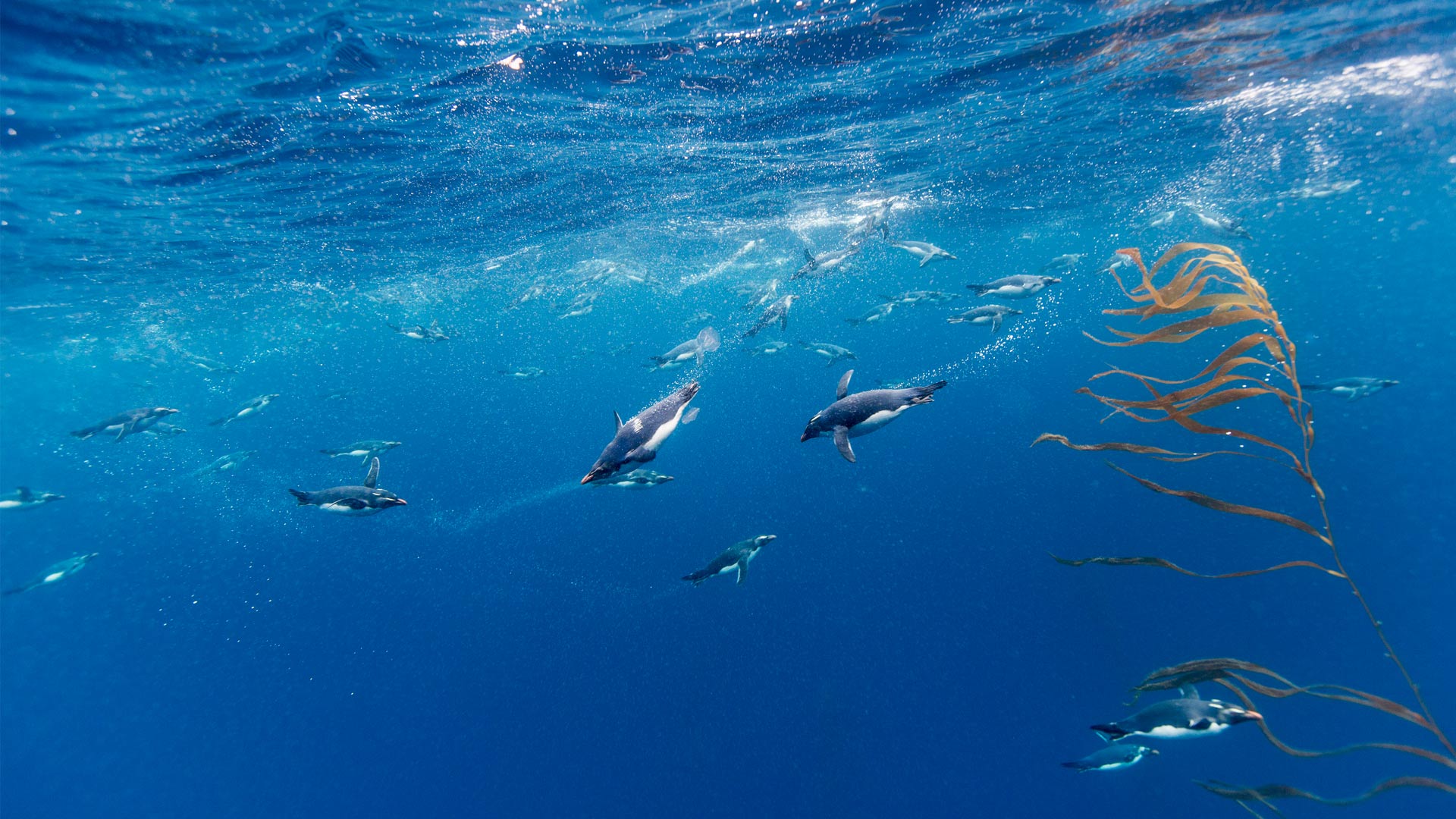 必应壁纸:马可罗尼企鹅，德雷克海峡，智利 (© Paul Souders/Getty Images)