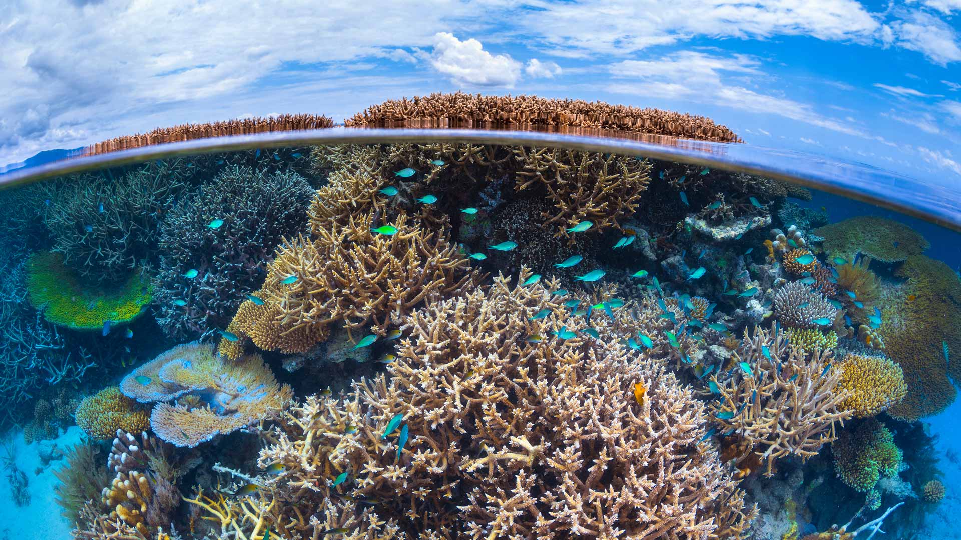 必应壁纸:Coral reef in the Indian Ocean, Mayotte, France (© Gabriel Barathieu/Minden Pictures)