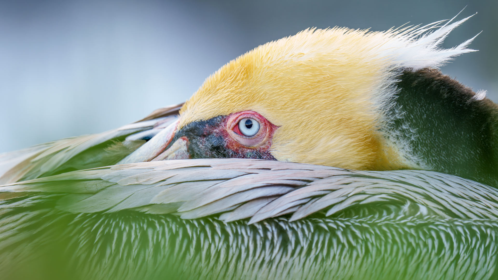 必应壁纸:褐鹈鹕，圣地亚哥，加利福尼亚州，美国 (© Arthur Morris/BIRDS AS ART/Getty Images)