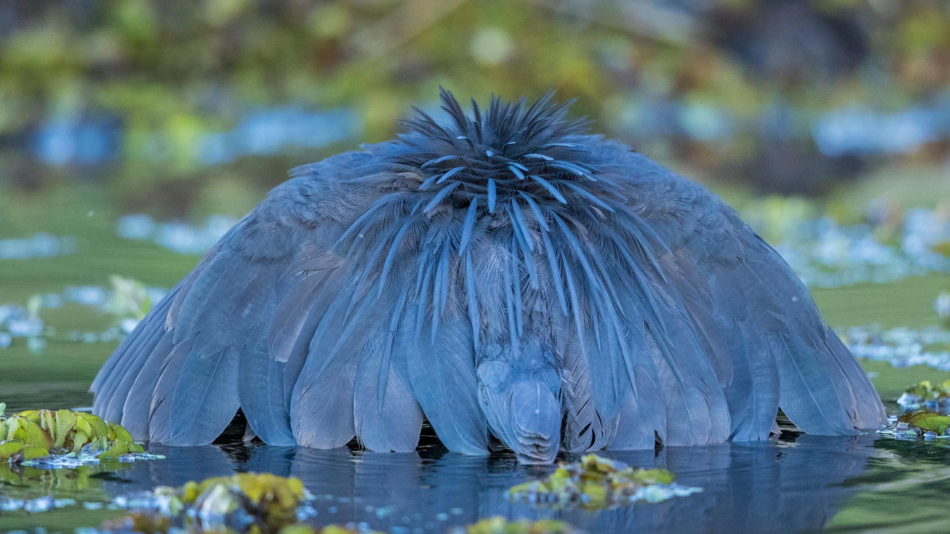必应壁纸:黑鹭捕鱼，乔贝国家公园，博茨瓦纳 (© Paul Souders/Minden PIctures)