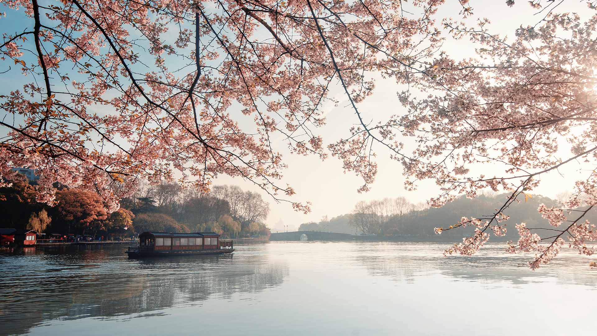 必应壁纸:美丽盛开的樱花，杭州的春天，中国 (© zhang shuang/Getty Images)