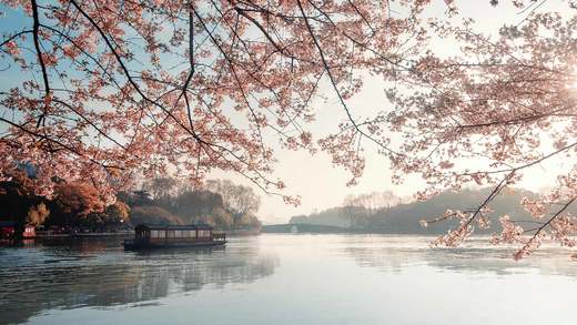 美丽盛开的樱花，杭州的春天，中国 (© zhang shuang/Getty Images)_必应壁纸