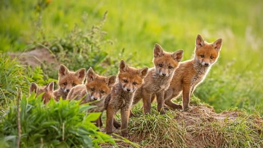 靠近巢穴的红狐幼崽 (© WildMedia/Shutterstock)_必应壁纸