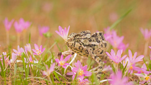 普通变色龙 (© Photostock-Israel/SPL/Getty Images)_必应壁纸