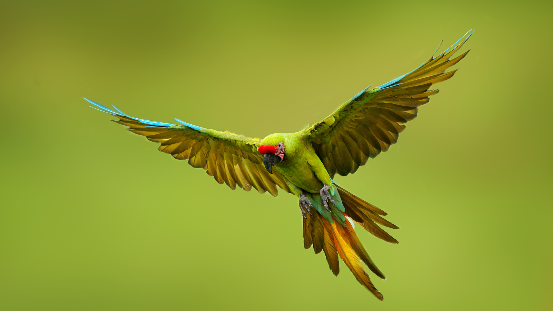 必应壁纸:大绿金刚鹦鹉, 墨西哥 (© Ondrej Prosicky/Shutterstock)
