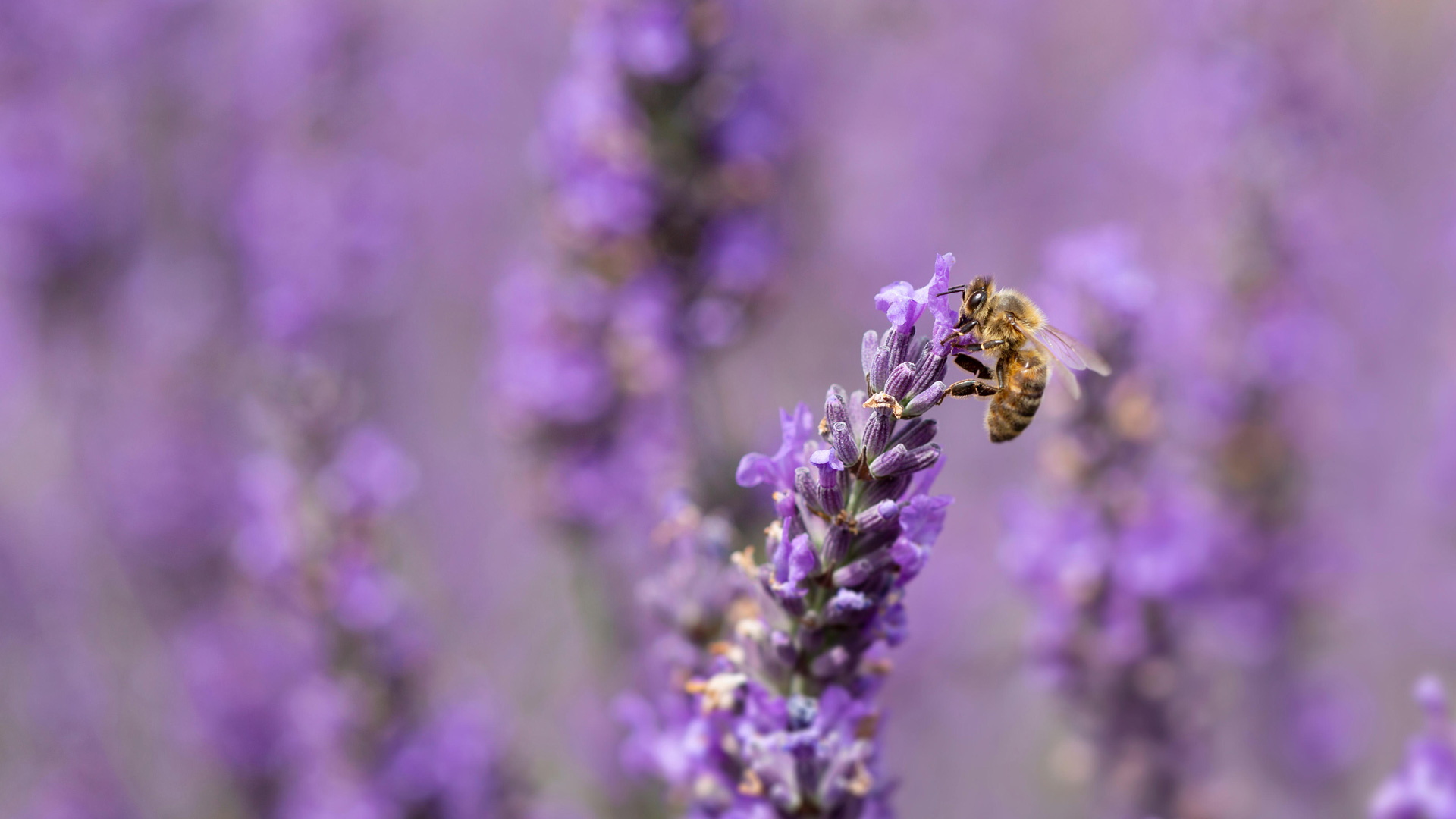 必应壁纸:薰衣草上的蜜蜂 (© Anthony Brown/Alamy Stock Photo)