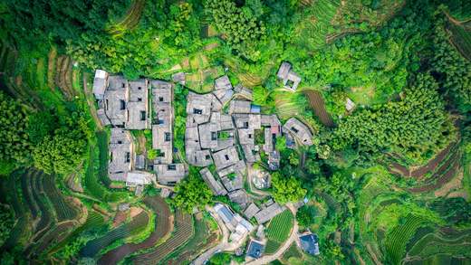 杨家塘村茶园，松阳县，中国 (© feng xu/Getty Images)_必应壁纸
