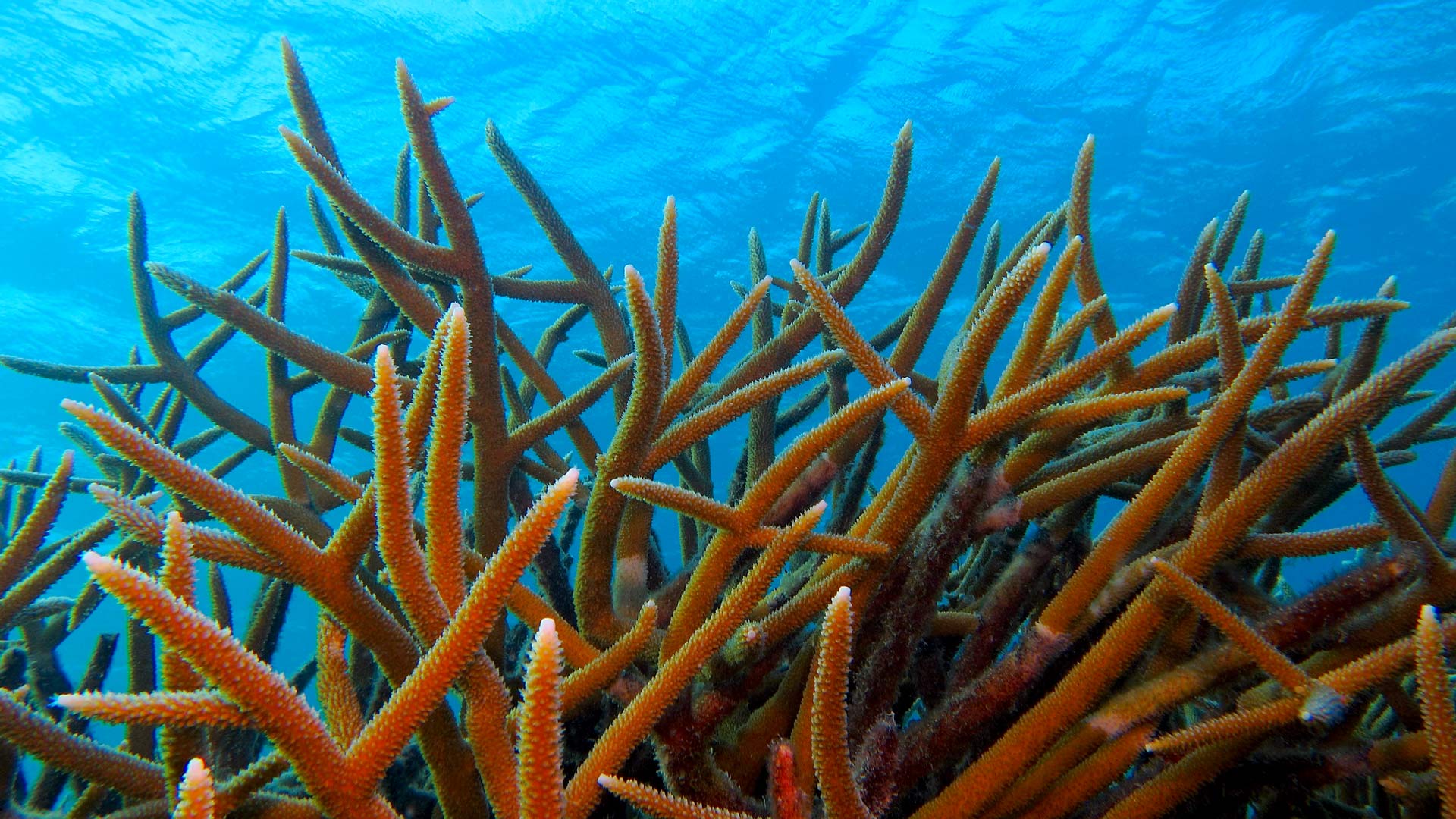 必应壁纸:浅海中的鹿角珊瑚 (© blue-sea.cz/Shutterstock)