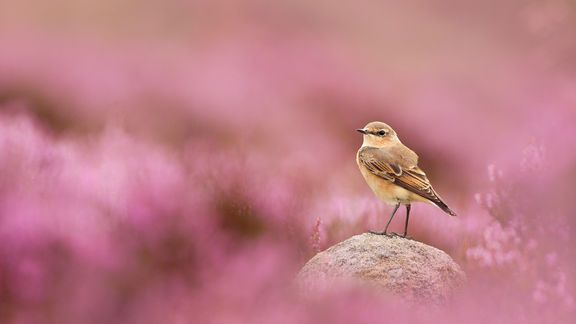 必应壁纸:穗䳭和盛开的帚石楠，峰区国家公园，英格兰 (© Ben Hall/Nature Picture Library)